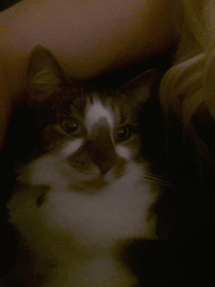 Huskat Elvis billede 7