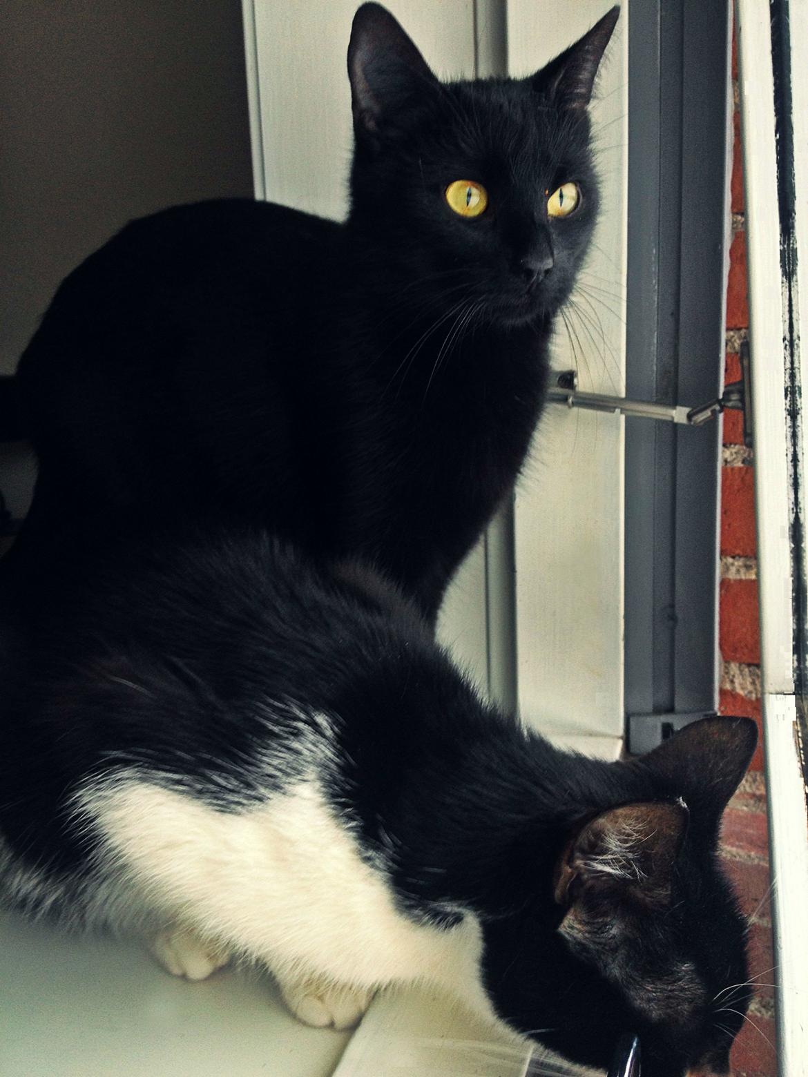 Huskat ~ Perle - 23.01.2014. billede 3