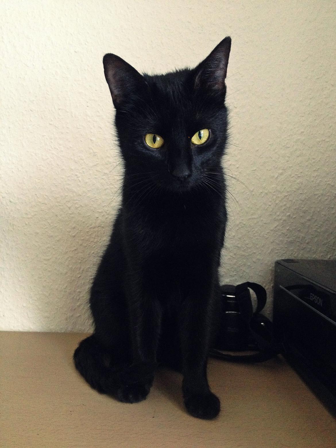 Huskat ~ Perle billede 2