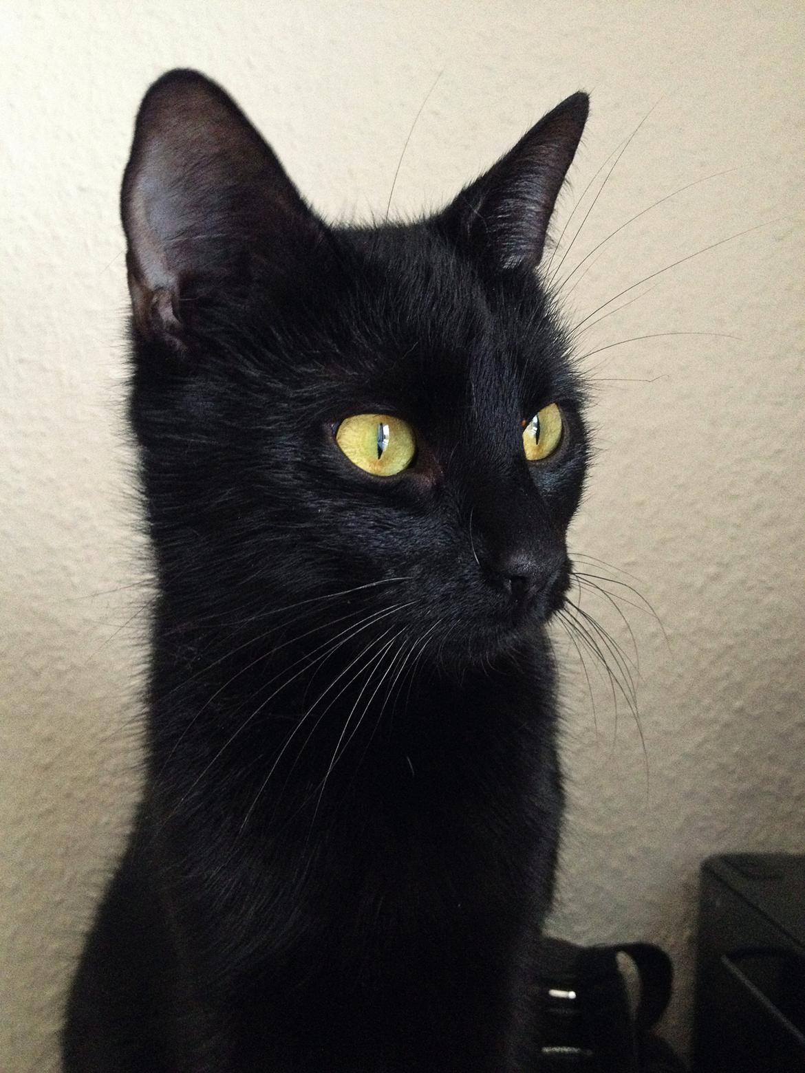 Huskat ~ Perle billede 1