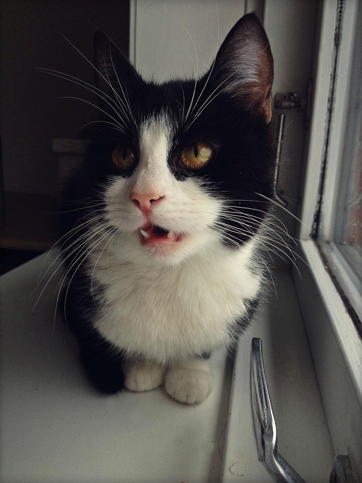 Huskat ~ Amira - 23.01.2014 billede 4