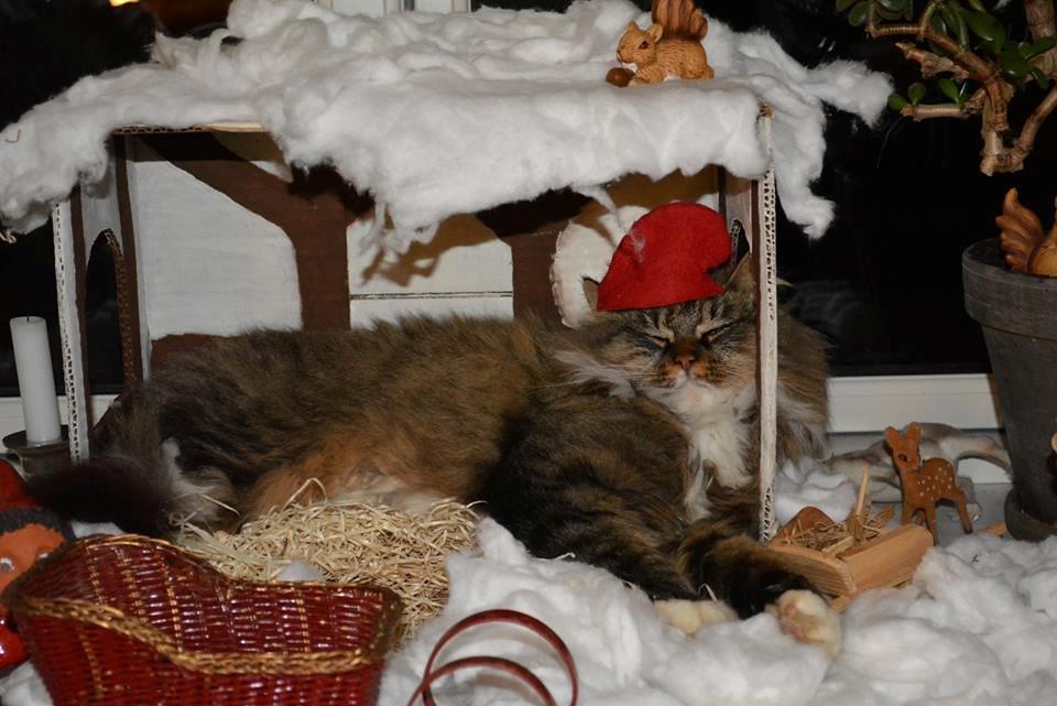 Blanding af racer Fly (musse) - Hvis man vælger at ligge i nissehuset, så skal man også have en nissehue på! billede 1