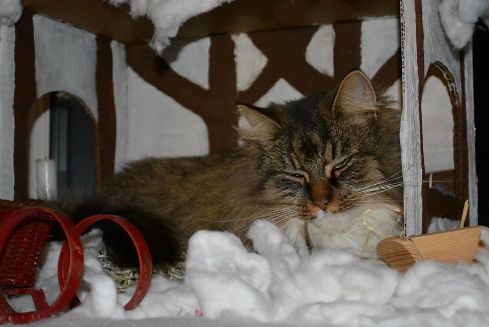 Blanding af racer Fly (musse) billede 2