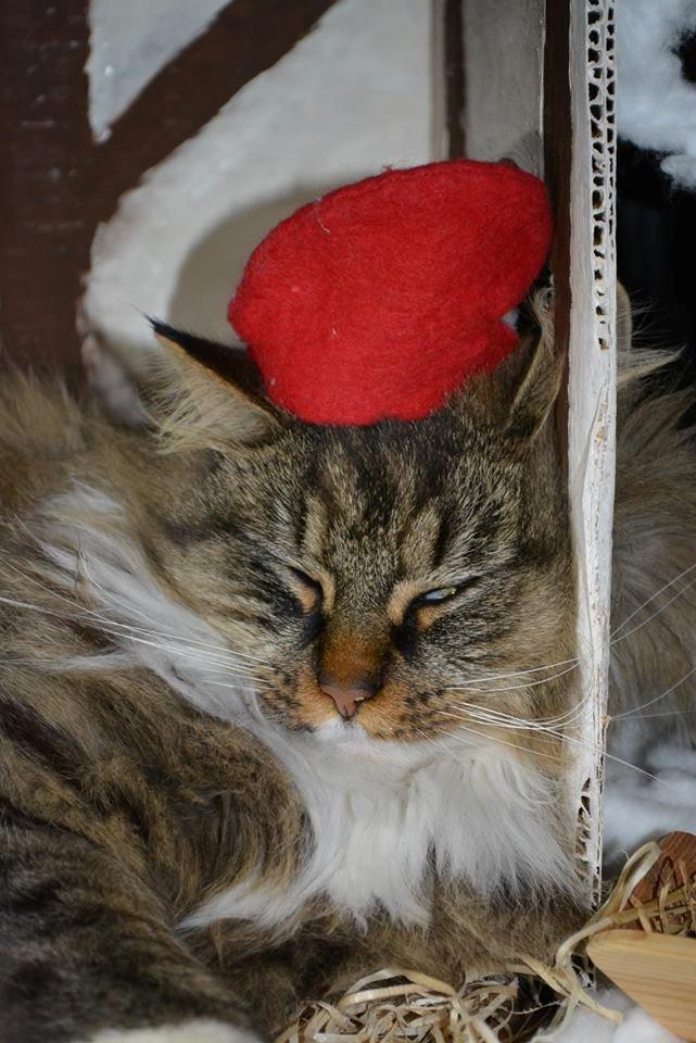 Blanding af racer Fly (musse) billede 3