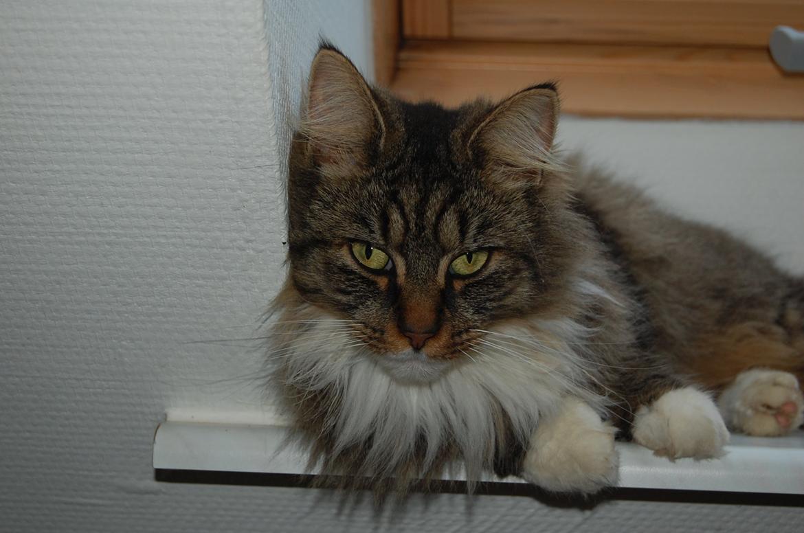 Blanding af racer Fly (musse) billede 4