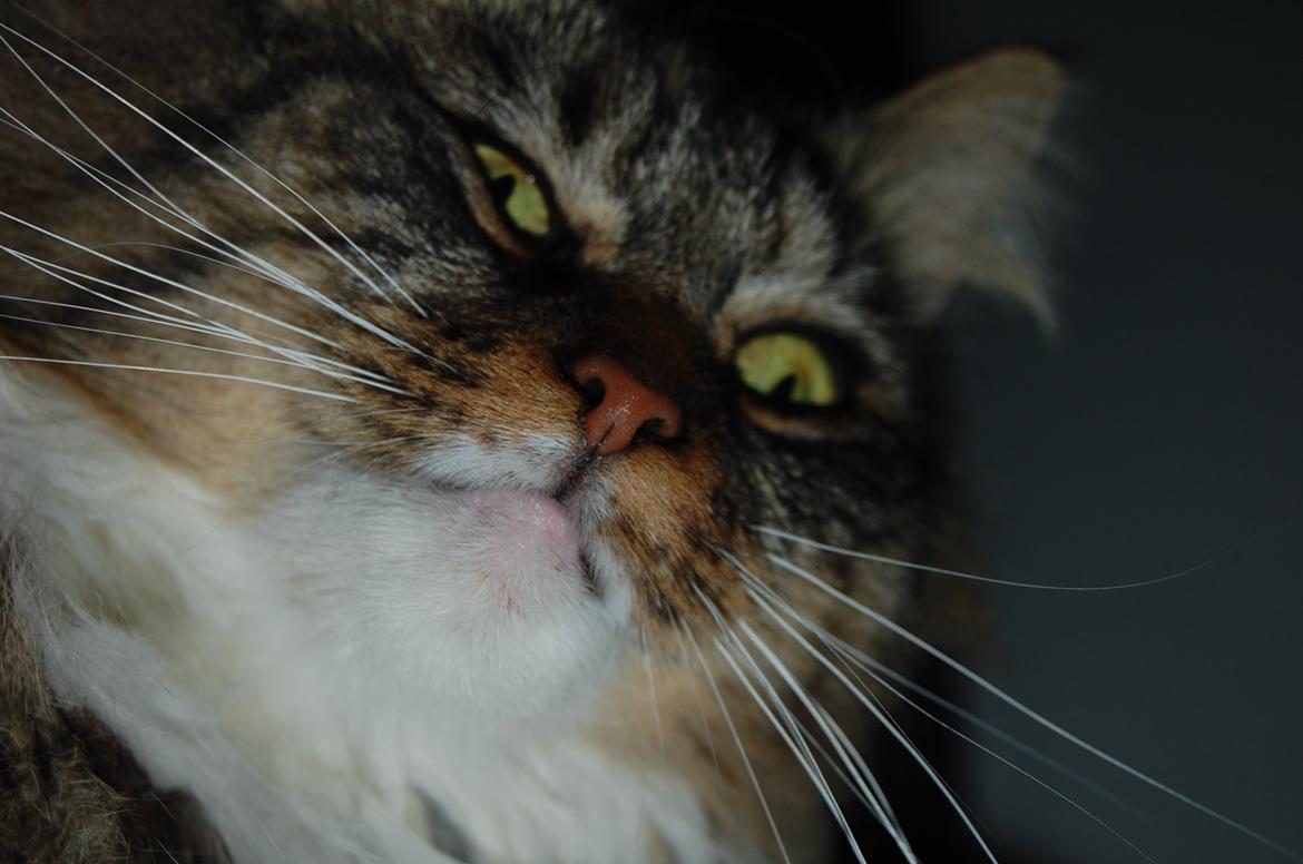 Blanding af racer Fly (musse) billede 5