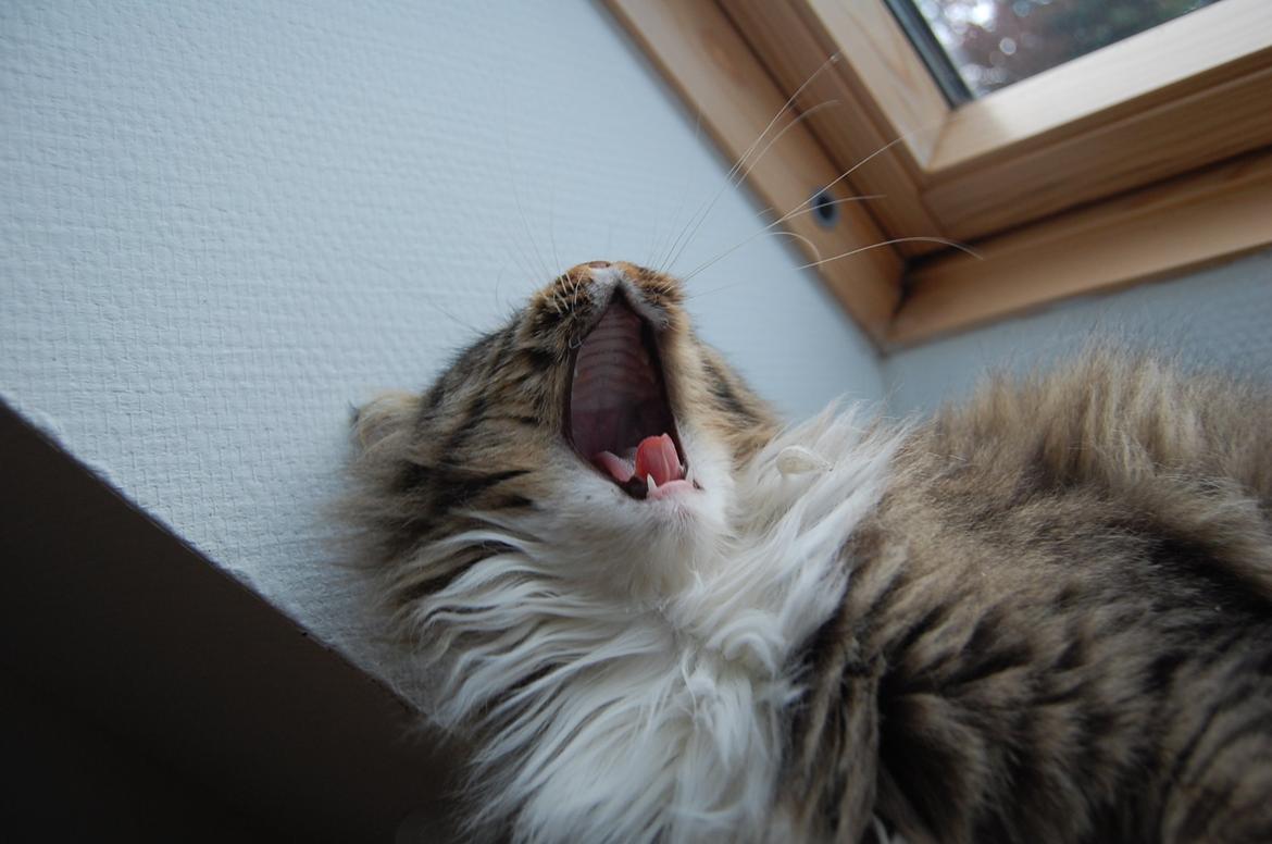 Blanding af racer Fly (musse) billede 6