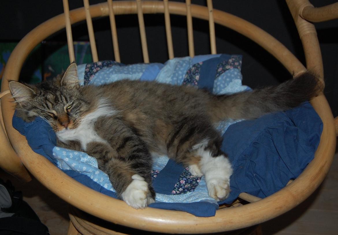 Blanding af racer Fly (musse) billede 7