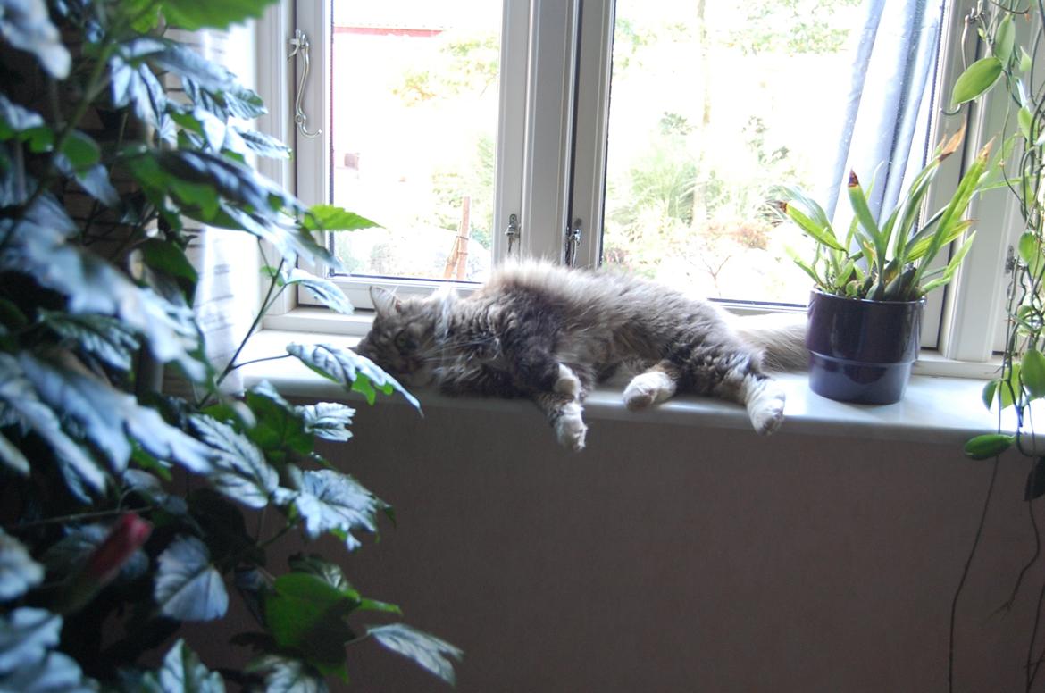 Blanding af racer Fly (musse) billede 8