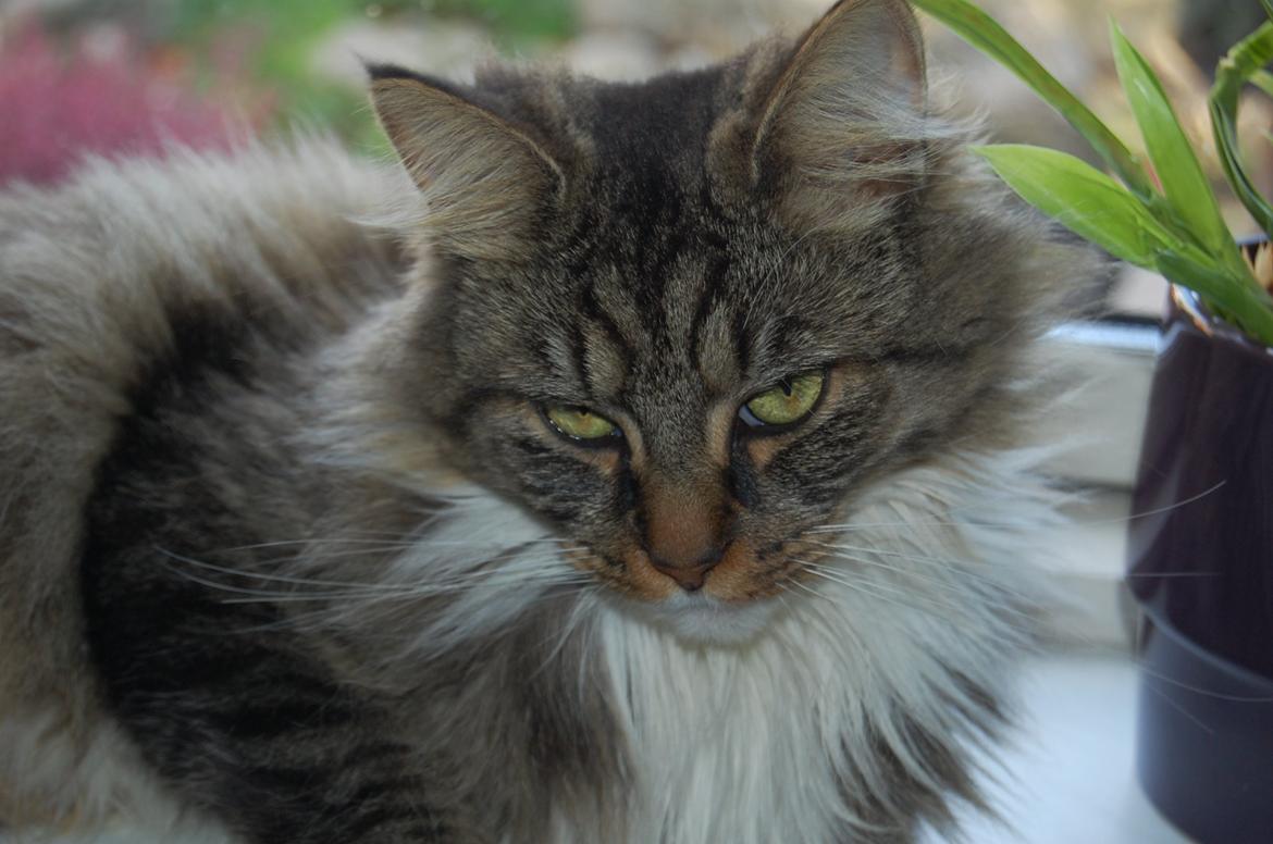 Blanding af racer Fly (musse) billede 9