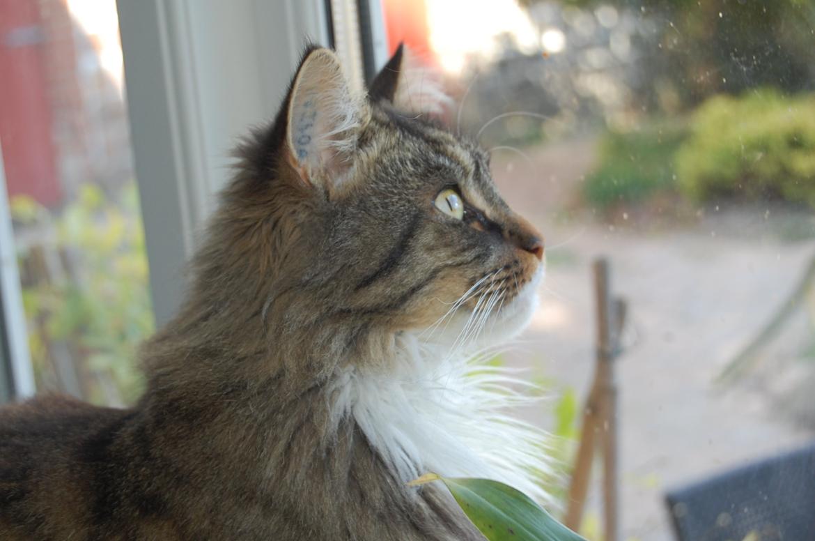 Blanding af racer Fly (musse) billede 10