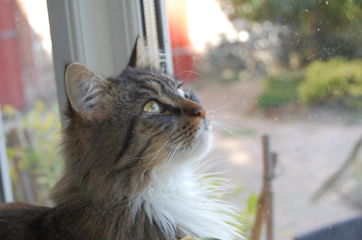 Blanding af racer Fly (musse) billede 11