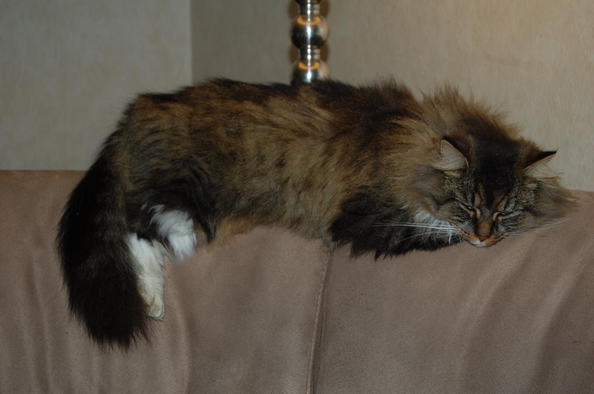 Blanding af racer Fly (musse) billede 12