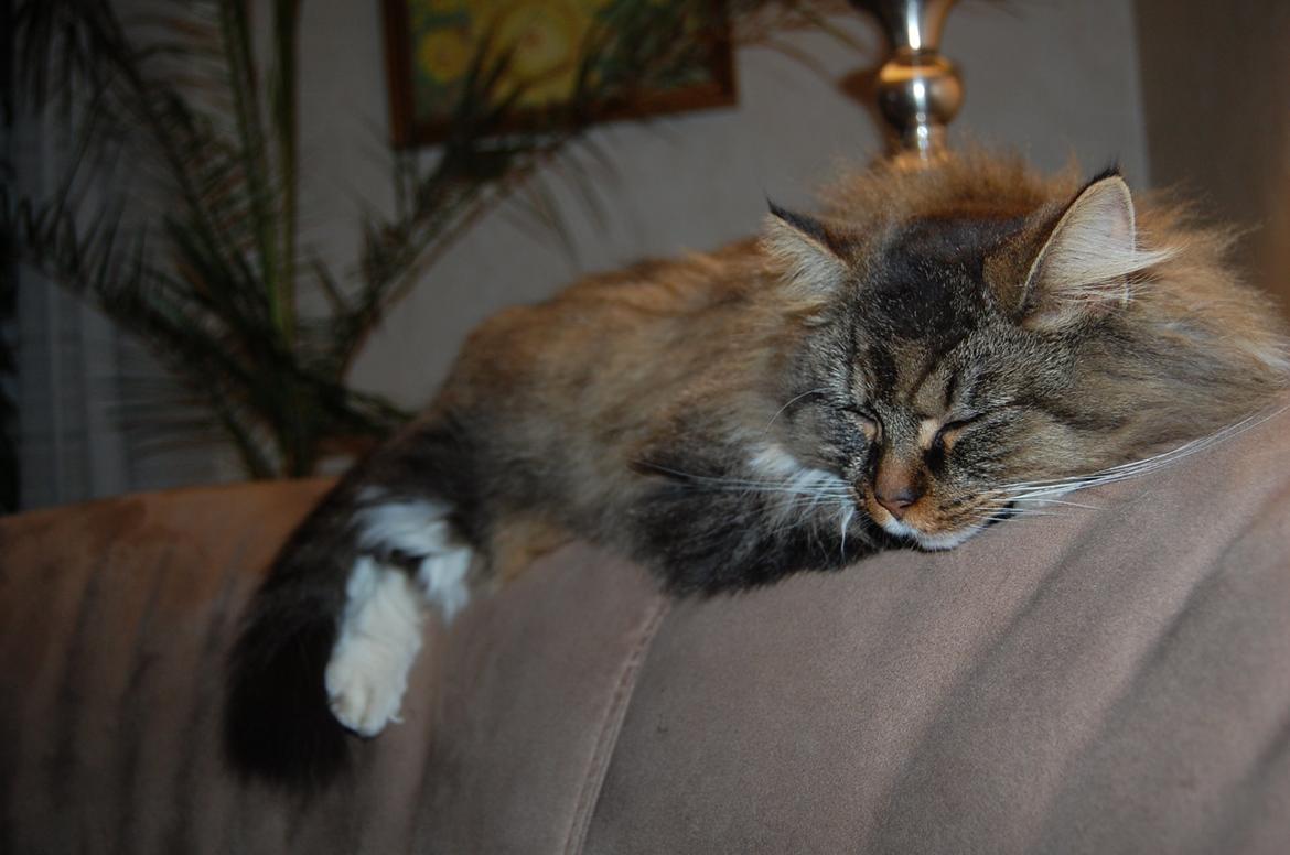 Blanding af racer Fly (musse) billede 13