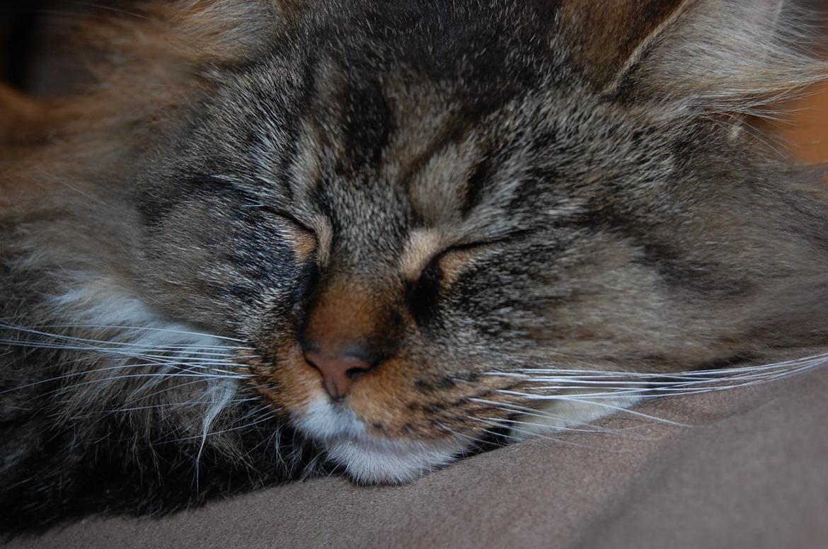 Blanding af racer Fly (musse) billede 14