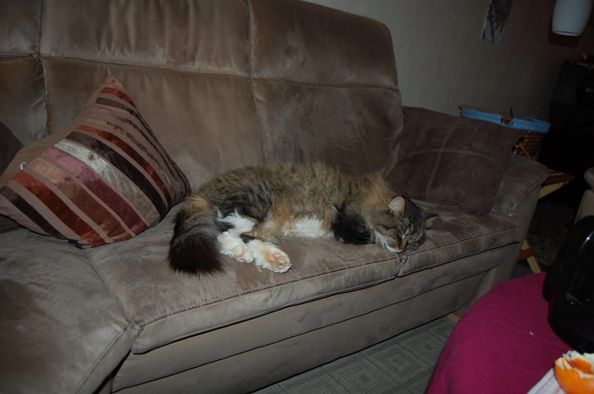 Blanding af racer Fly (musse) billede 15