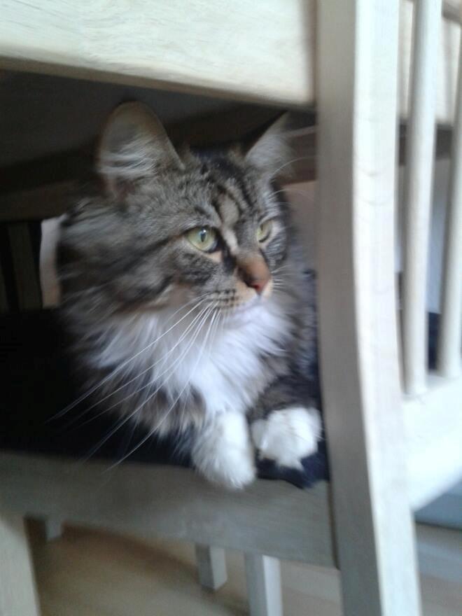 Blanding af racer Fly (musse) billede 16