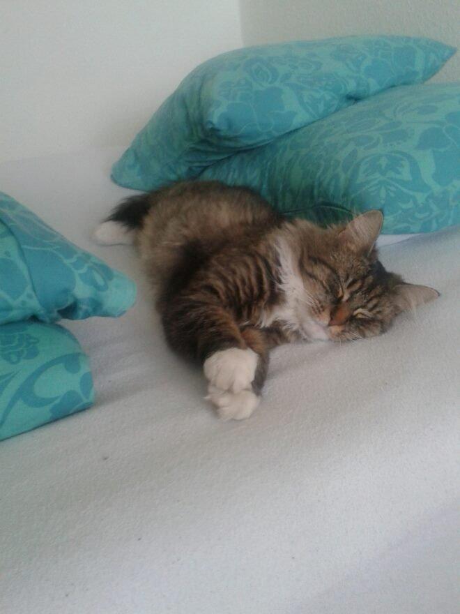 Blanding af racer Fly (musse) billede 17