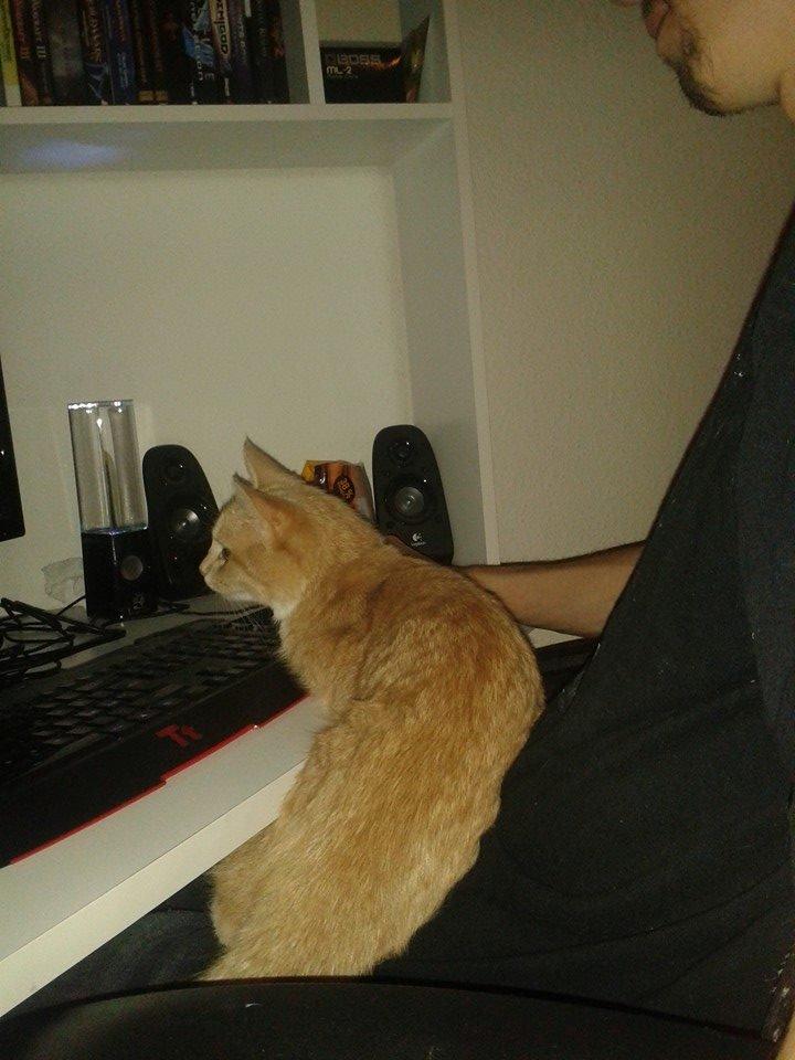 Blanding af racer Kami billede 10