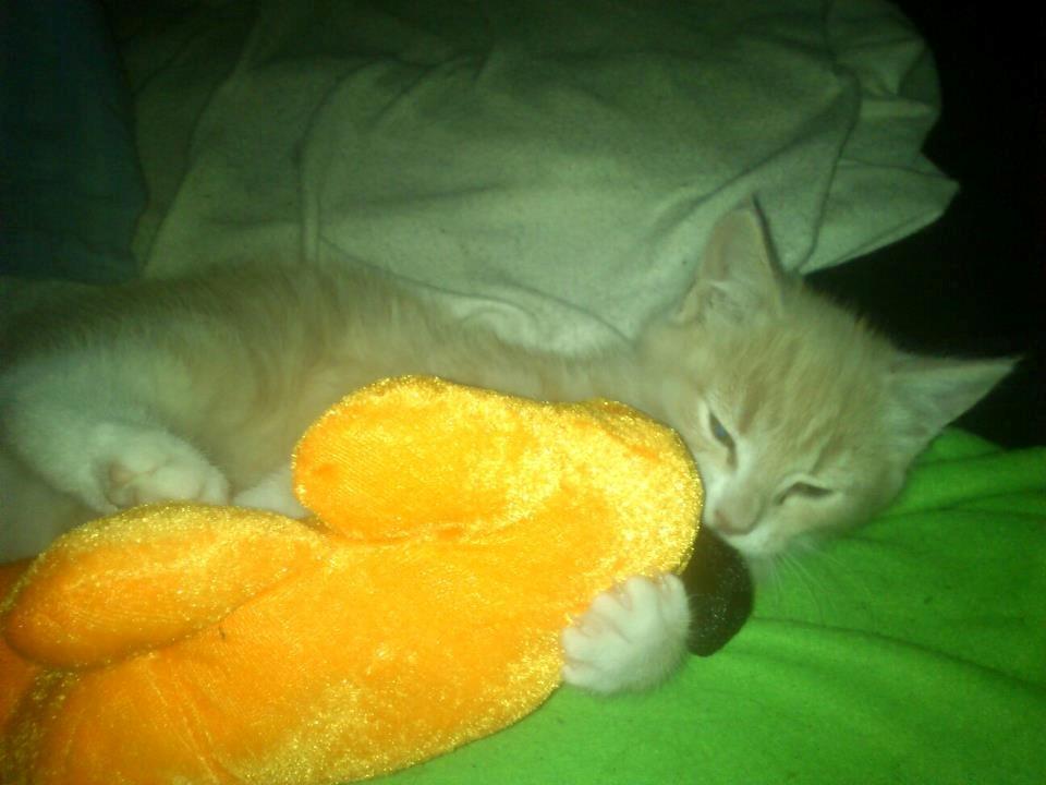 Blanding af racer Kami billede 11