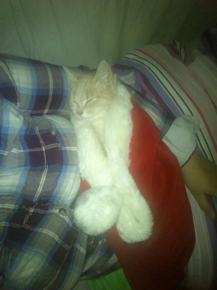 Blanding af racer Kami billede 12