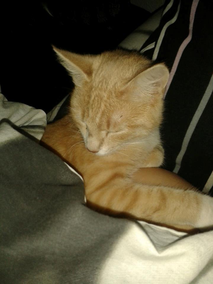 Blanding af racer Kami billede 13