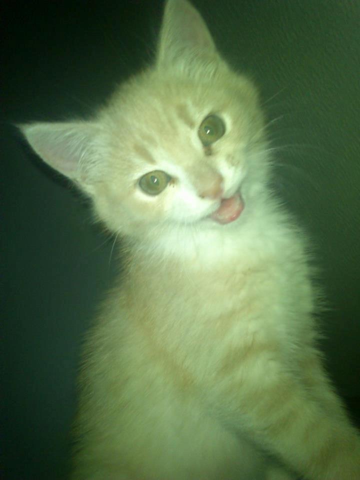 Blanding af racer Kami billede 14