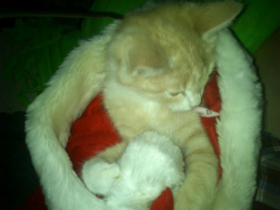 Blanding af racer Kami billede 15