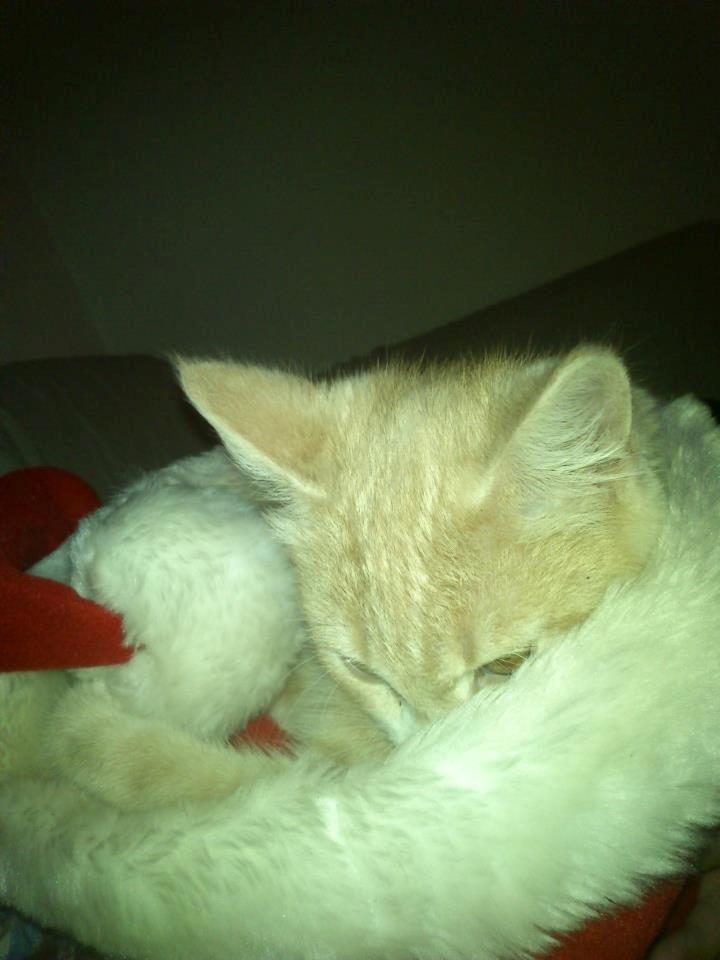 Blanding af racer Kami billede 16