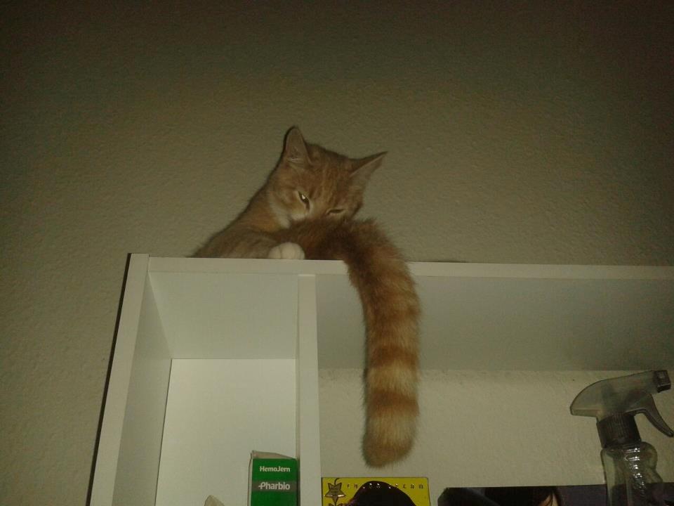 Blanding af racer Kami billede 17