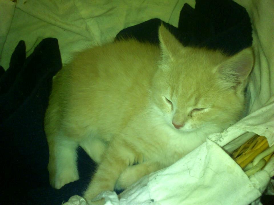 Blanding af racer Kami billede 18