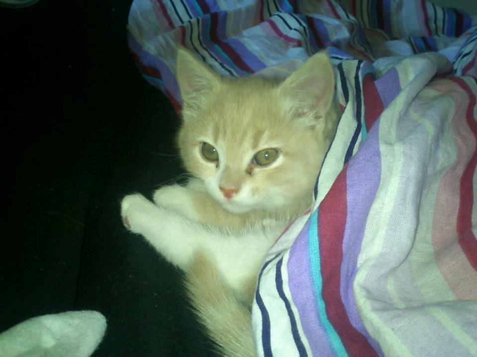 Blanding af racer Kami billede 19