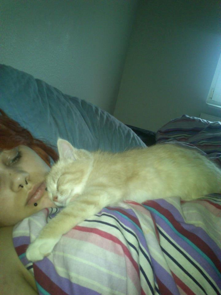 Blanding af racer Kami billede 20