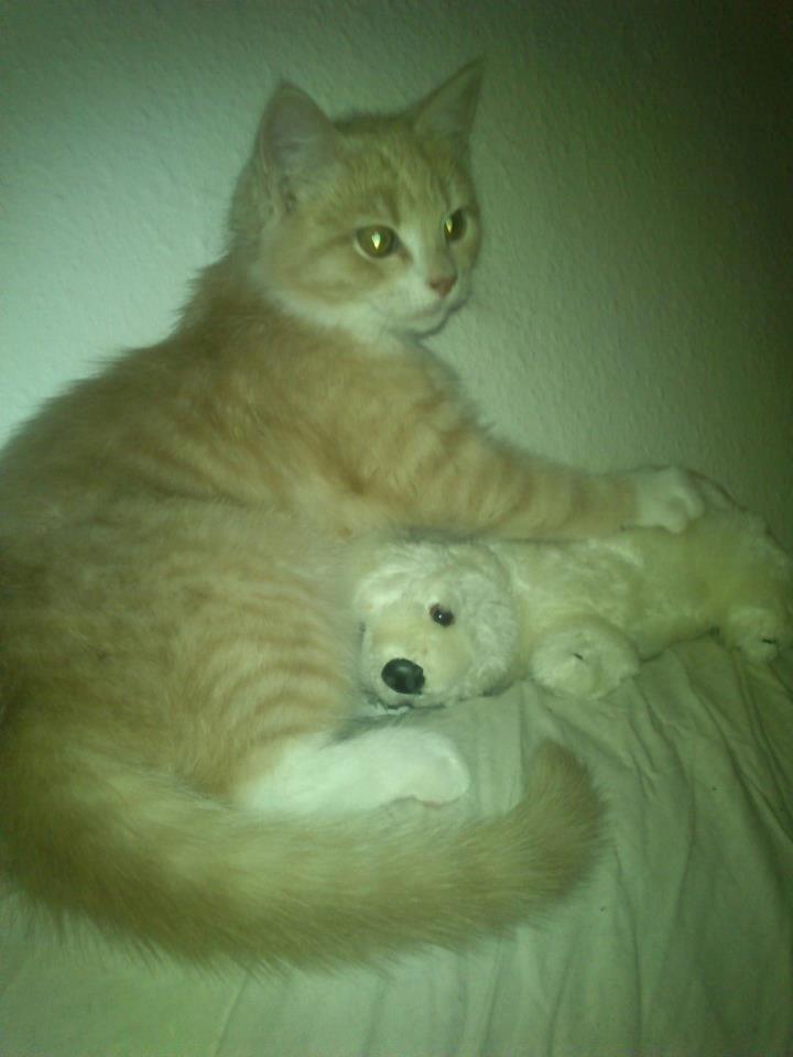 Blanding af racer Kami billede 21