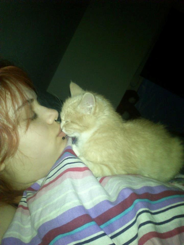 Blanding af racer Kami billede 22