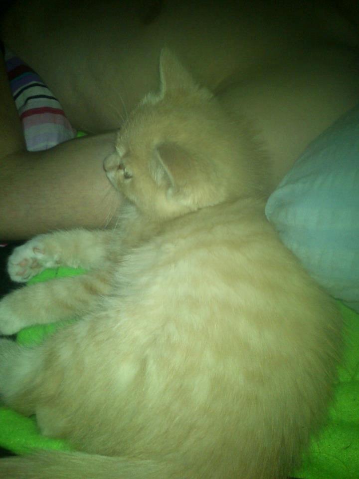 Blanding af racer Kami billede 23