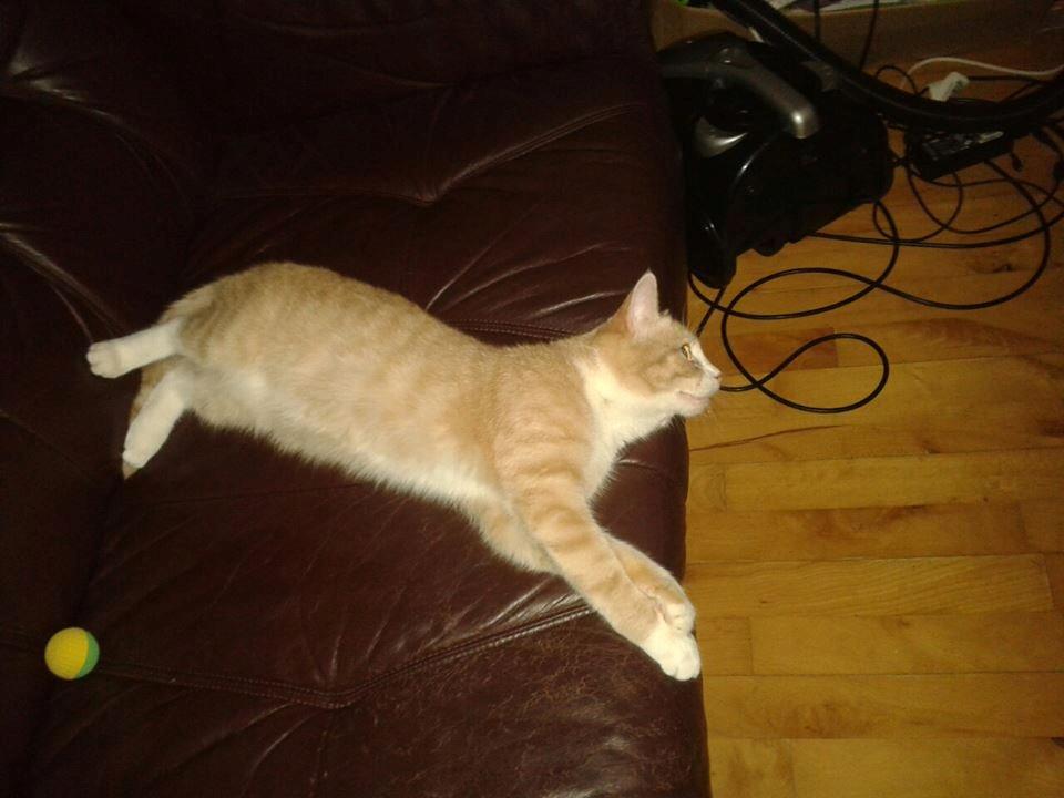 Blanding af racer Kami billede 24