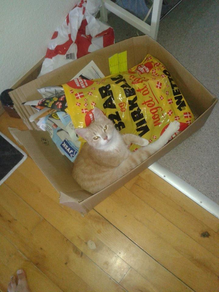 Blanding af racer Kami billede 25