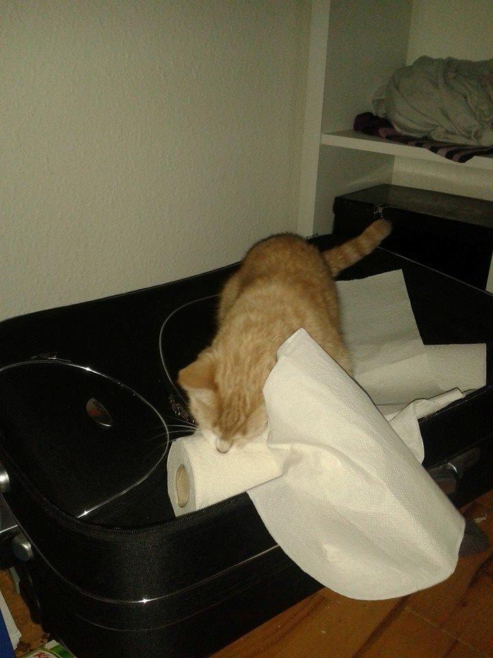 Blanding af racer Kami billede 26