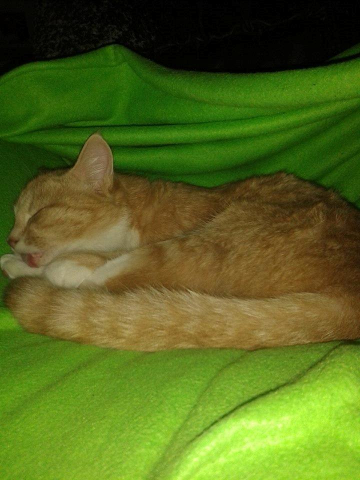 Blanding af racer Kami billede 27