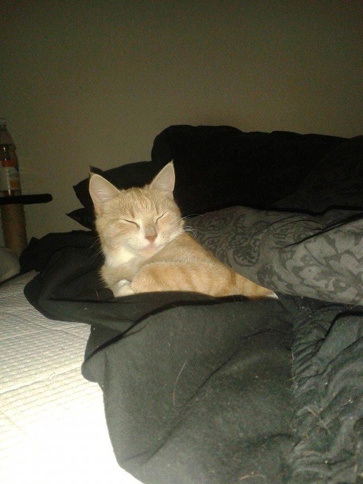 Blanding af racer Kami billede 28