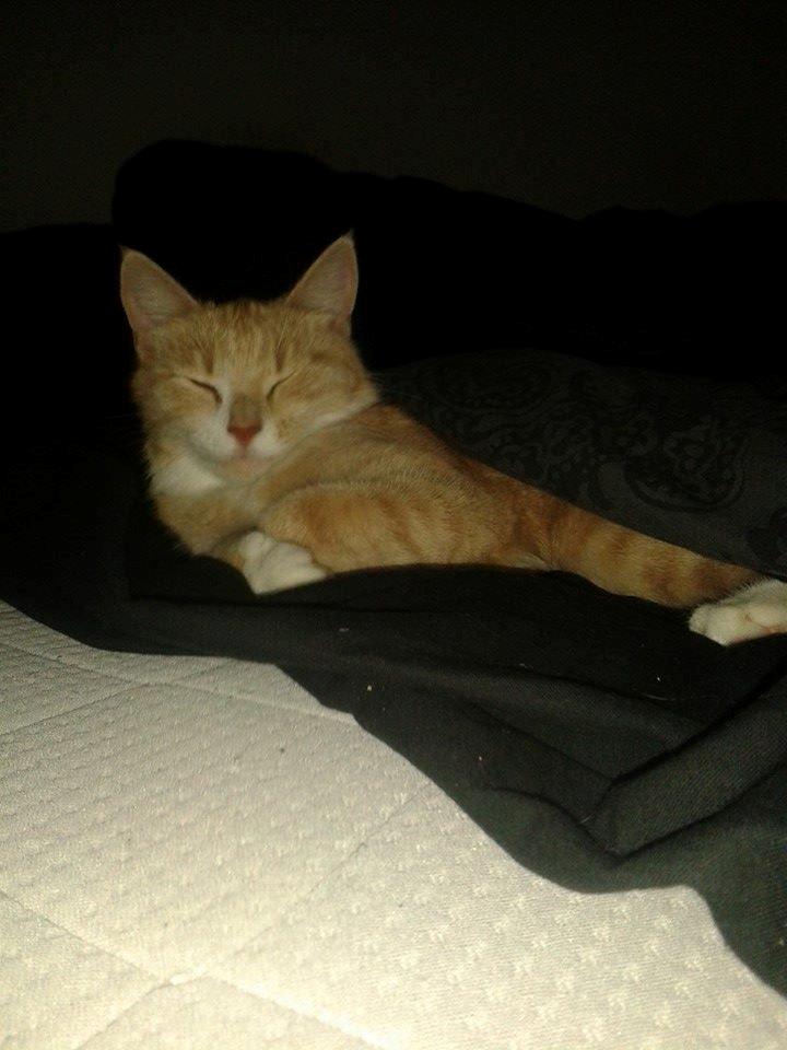 Blanding af racer Kami billede 29