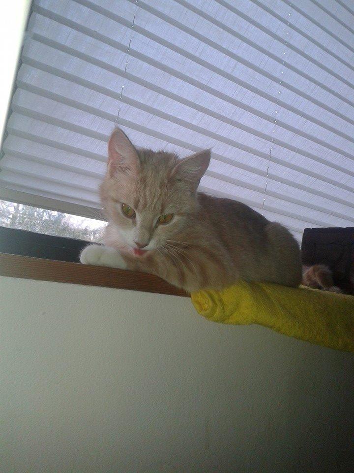 Blanding af racer Kami billede 30