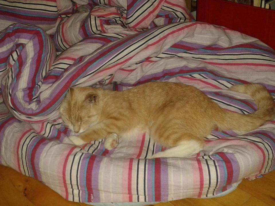 Blanding af racer Kami billede 31