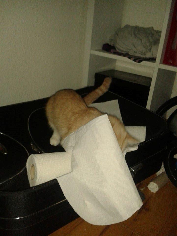 Blanding af racer Kami billede 32