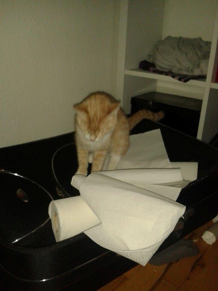 Blanding af racer Kami billede 33