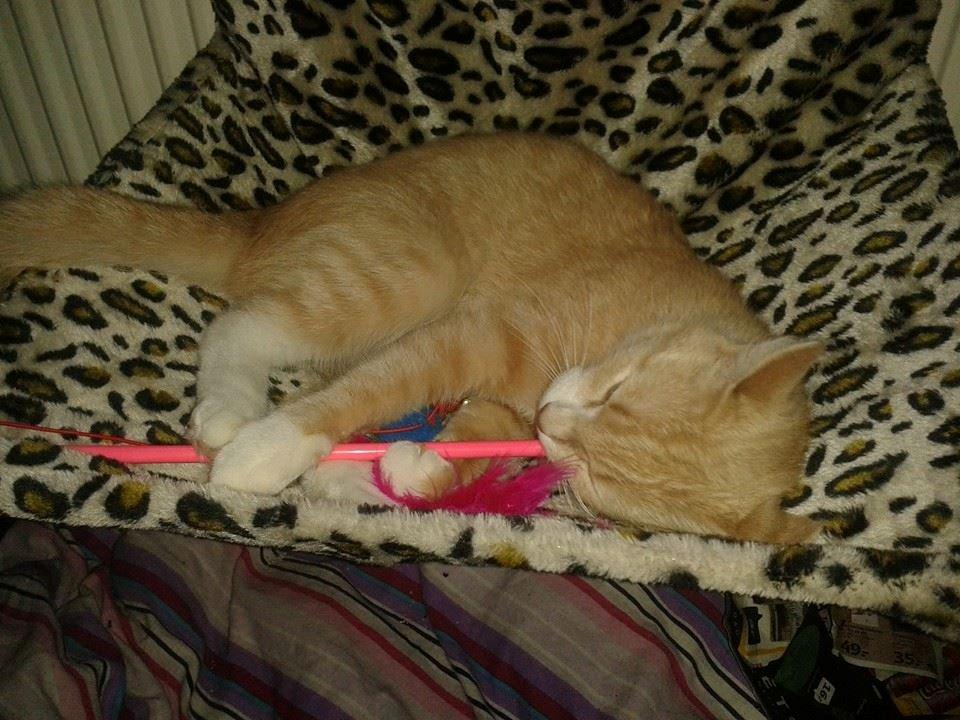 Blanding af racer Kami billede 34