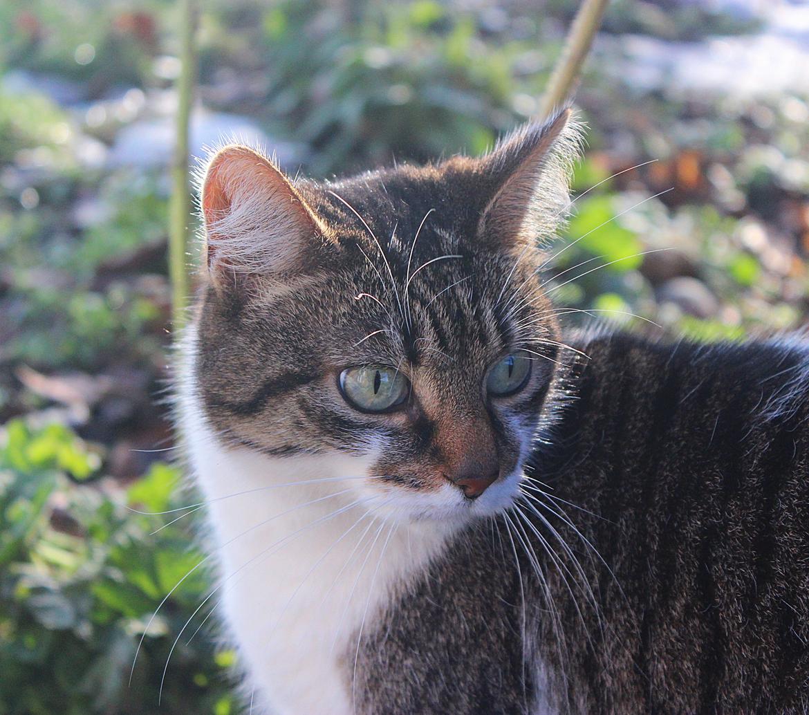 Manx ~ Frida AkA. Mis - 2/2 2014 ♥. billede 19