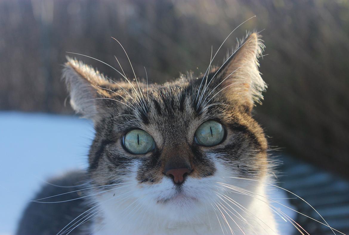 Manx ~ Frida AkA. Mis - 2/2 2014 ♥. billede 3