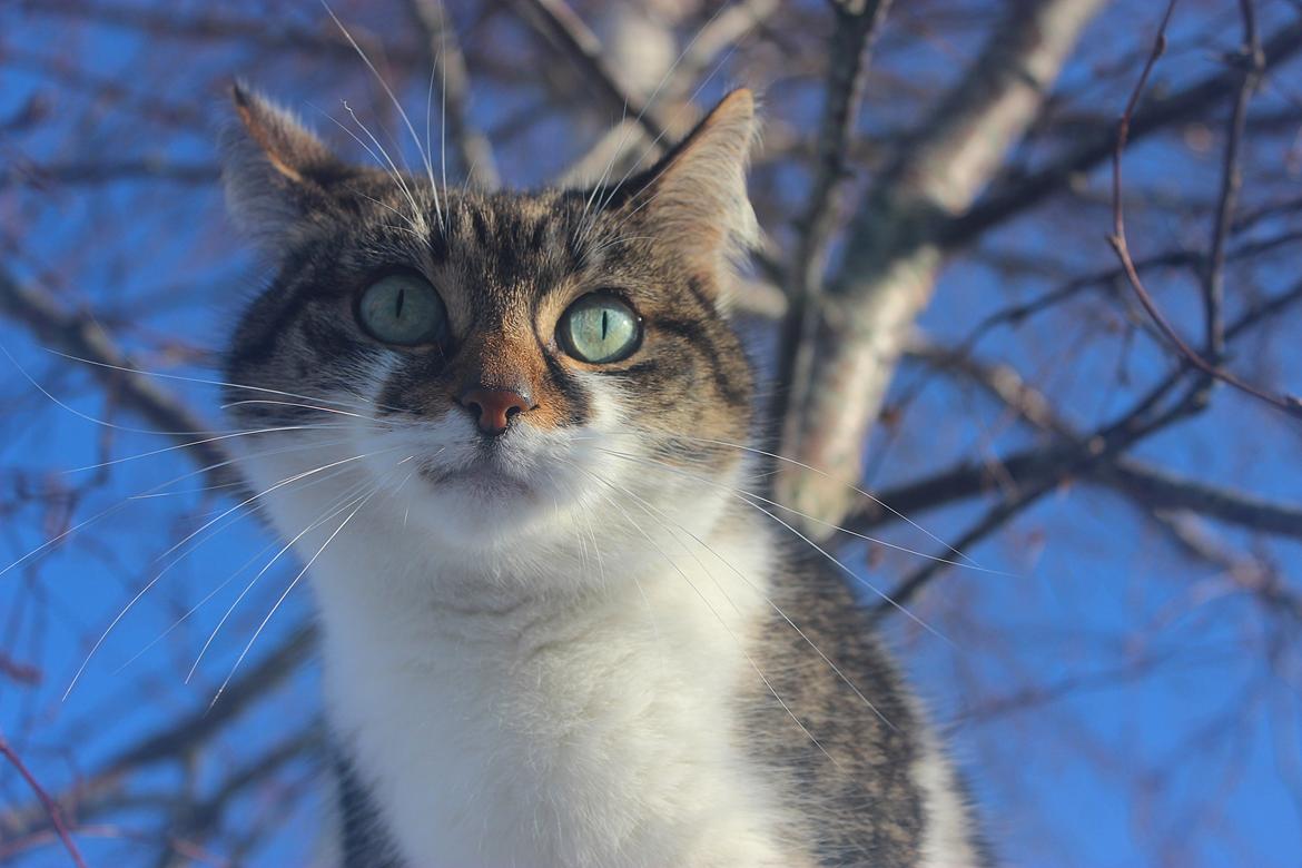 Manx ~ Frida AkA. Mis - 2/2 2014 ♥. billede 20